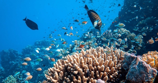 Where Coral Reefs may act as a buffer against rising Ocean Temperatures ...