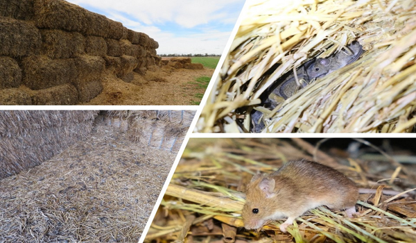 New technique substantially reduces mouse damage to crops even during plagues