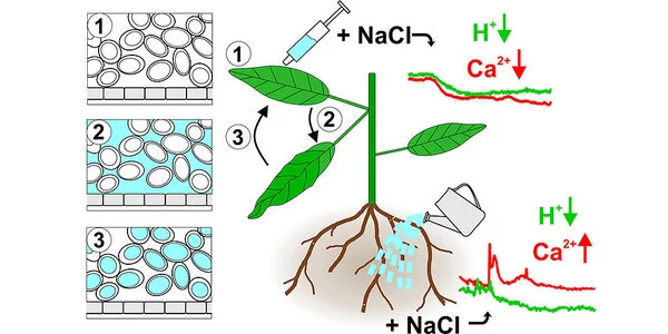Researchers find new mechanism for sodium salt detoxification in plants