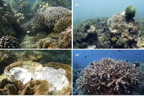 Indo-Pacific corals more resilient to climate change than Atlantic corals