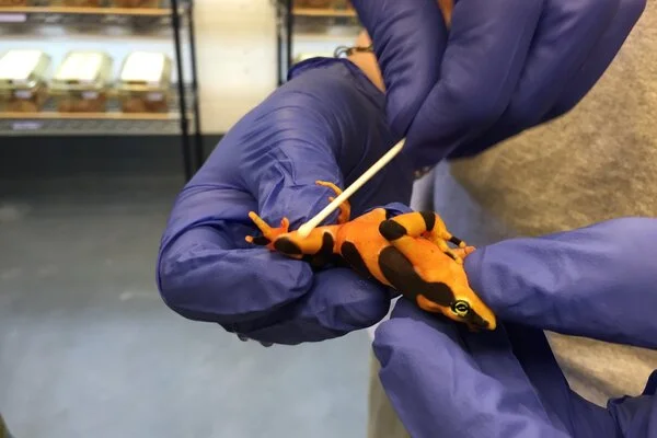 Scientists from the Global South innovate to track ongoing amphibian pandemic