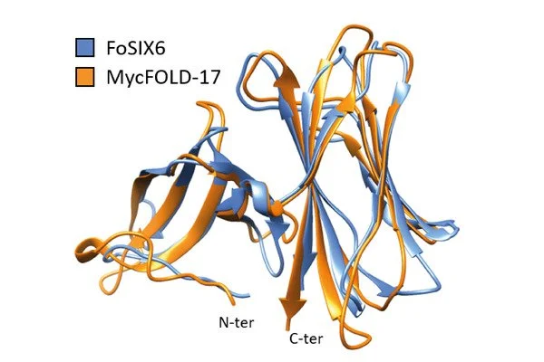 Symbiotic and pathogenic fungi may use similar molecular tools to manipulate plants