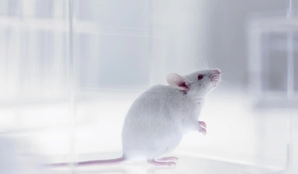 Stress increases Alzheimer's risk in female mice but not males