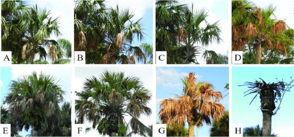 Study leads to milestone advances in understanding lethal bronzing of palm trees