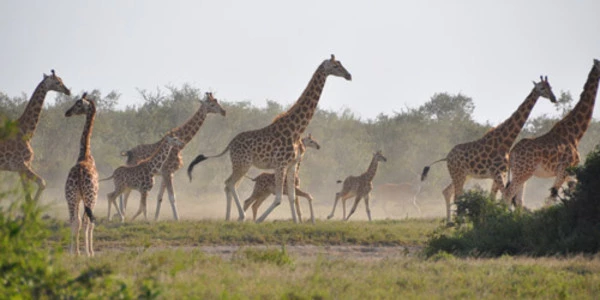 Climate change: Rising rainfall, not temperatures, threaten giraffe survival