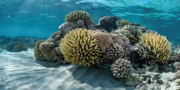 CRISPR/Cas9 reveals a key gene involved in the evolution of coral skeleton formation