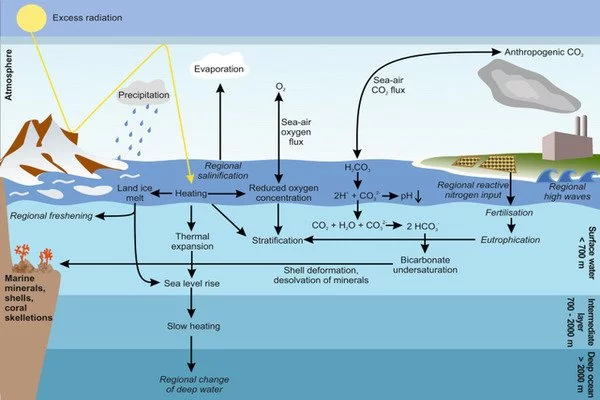 Study of deep-sea corals reveals ocean currents have not fuelled rise in atmospheric carbon dioxide