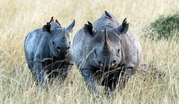 How studying feces may help us boost white rhino populations