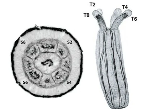 Scientists investigate the evolution of animal developmental mechanisms, show how some of Earth's earliest animals evolved