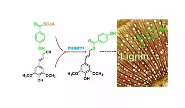 Eco-friendly enzyme to create key chemical building blocks