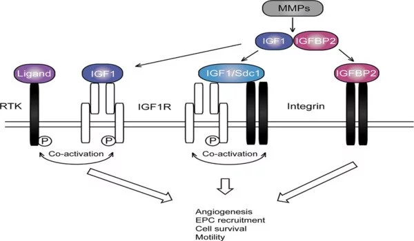 Comprehensive insulin signalling map shows interplay between genes and diet