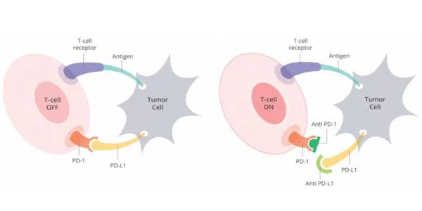 A protein on cancer cells supports the immune response against tumors