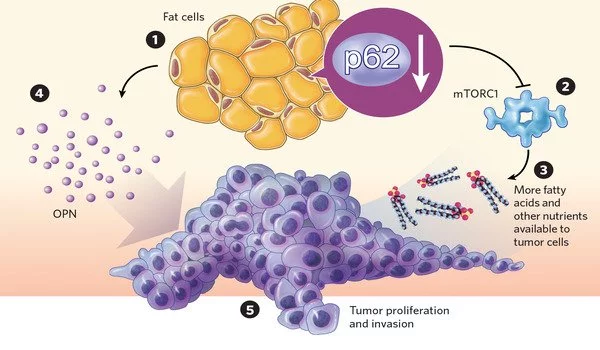 Researchers discover iron-targeting approaches to halt proliferation of cancer cells