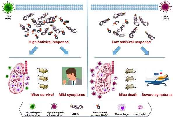 Immune cells present long before infection predict flu symptoms