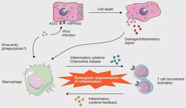 Scientists unpick how lung cells induce immune response to influenza