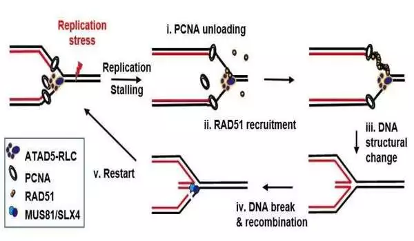 Brain tumor treatment by targeting TUG1, a gene that controls replication stress