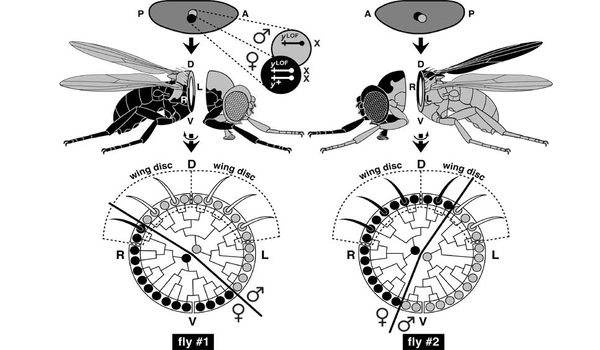 Gene links exercise endurance, cold tolerance, and cellular maintenance in flies