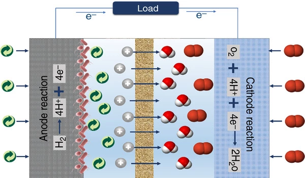 Self-powered microbial fuel cell biosensor for monitoring organic freshwater pollution